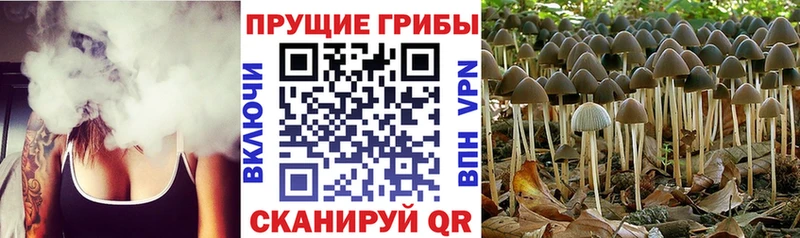 Псилоцибиновые грибы прущие грибы  закладки  Кумертау 